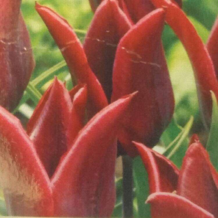 plant image 349541
