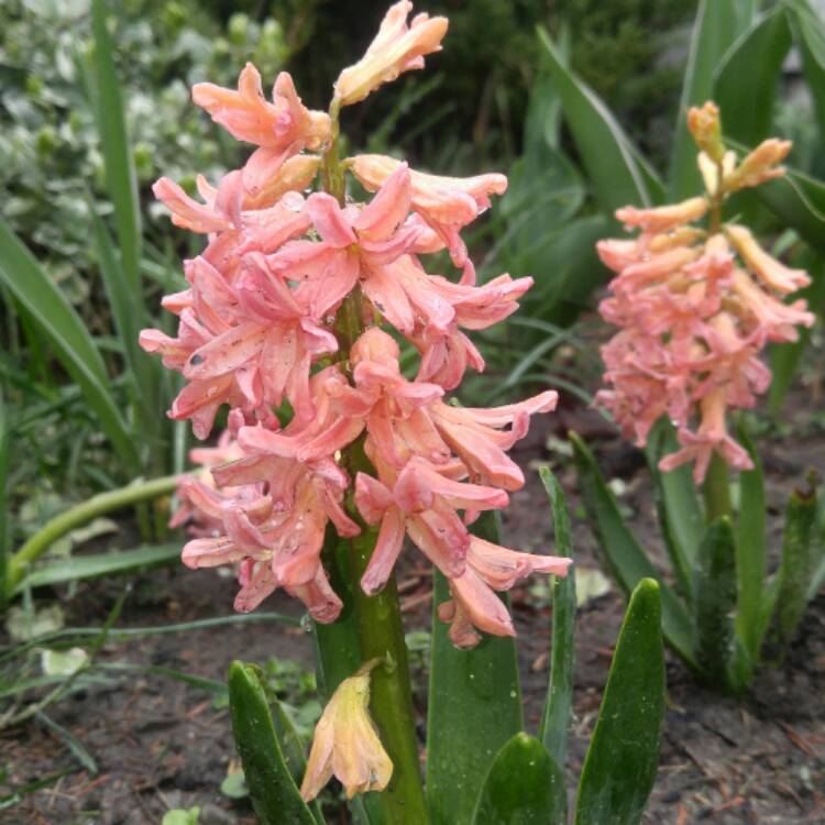 plant image 371238