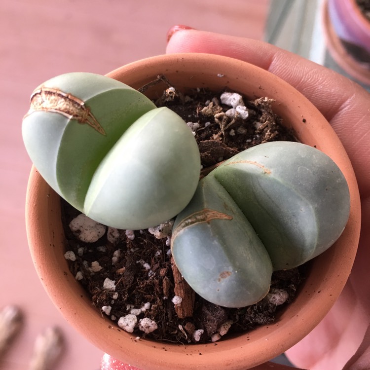 plant image 1206341