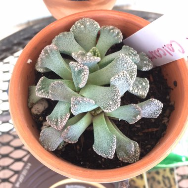 Titanopsis Calcarea (Living Jewel)