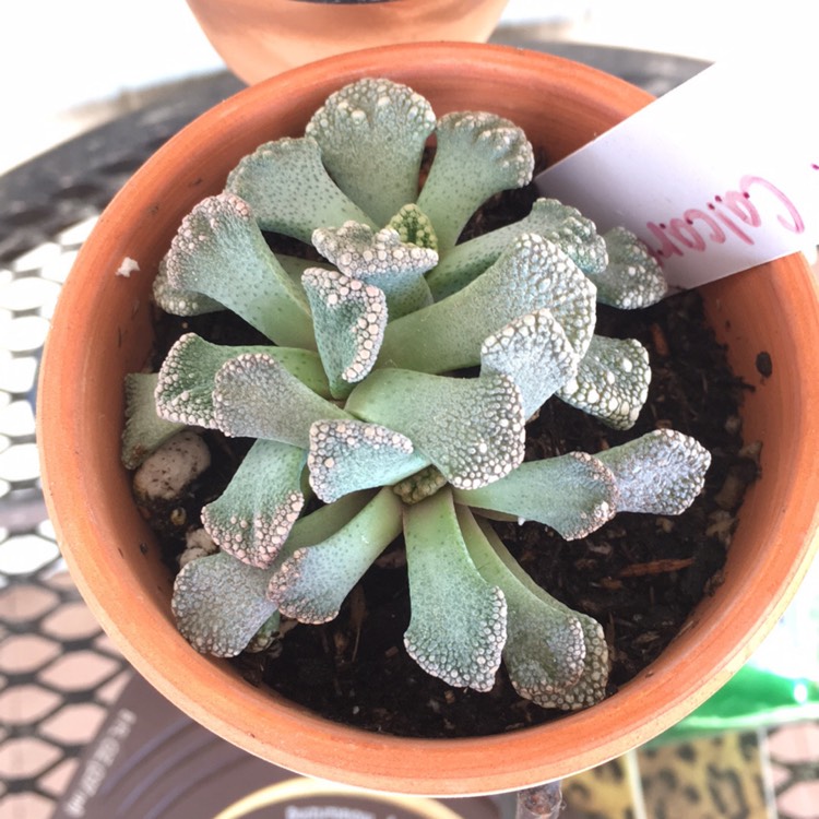 Plant image Titanopsis Calcarea (Living Jewel)