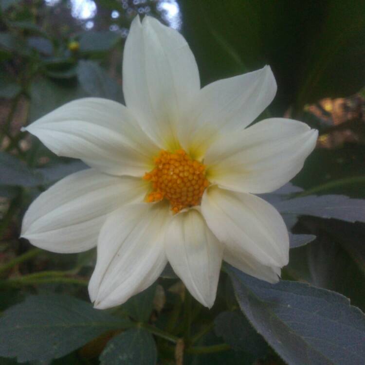 Plant image Dahlia 'Bright Eyes'