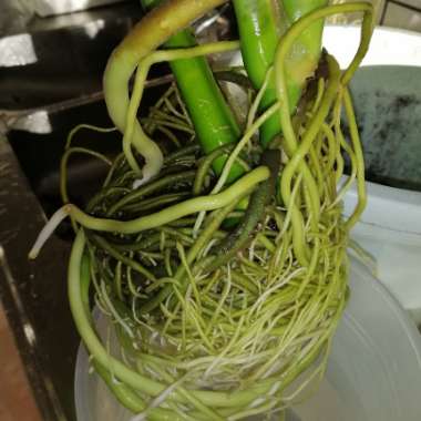 Swiss Cheese Plant