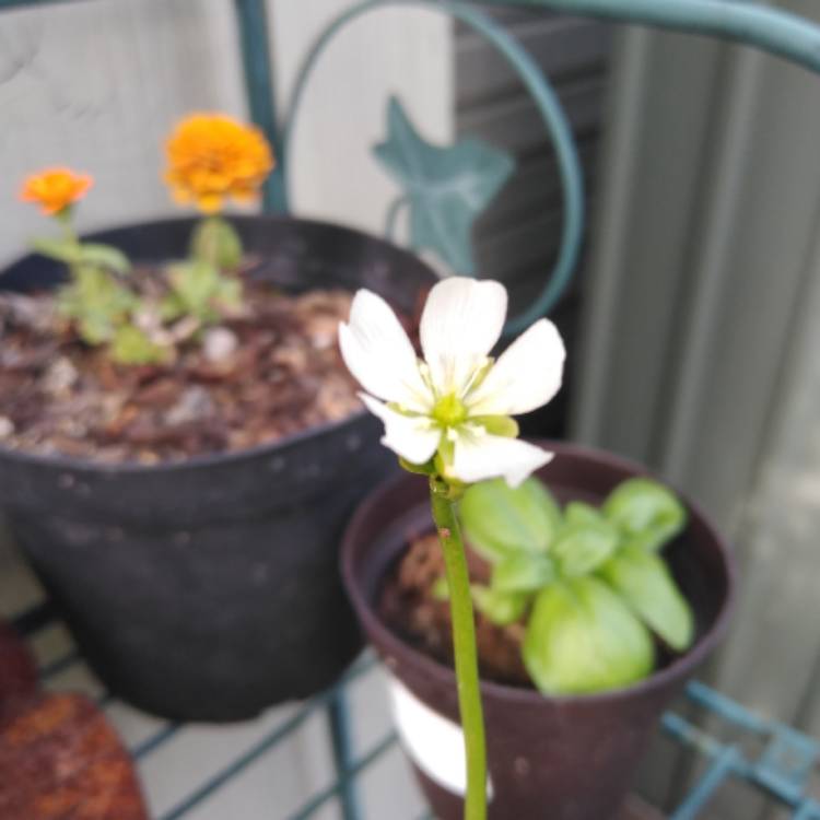 plant image 1005738 plant image 1005738