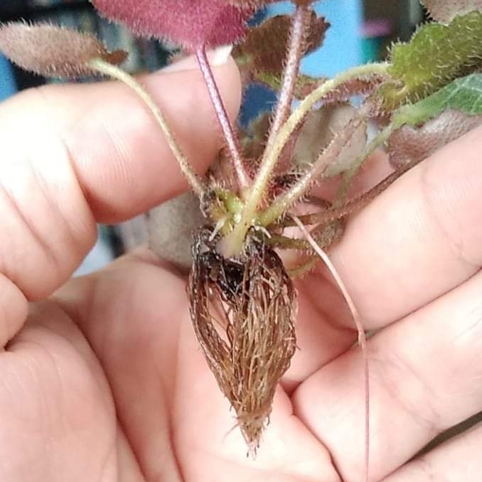 plant image 1022592