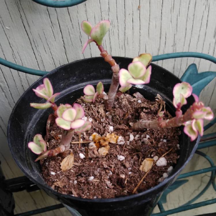 Plant image Portulacaria Afra 'Tricolour'.