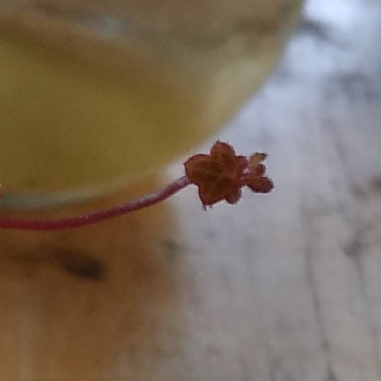 plant image 1030891