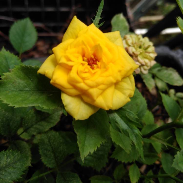 plant image 1093440 plant image 1093440