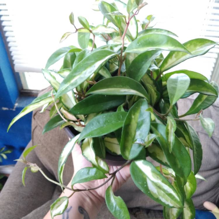 plant image 1094396