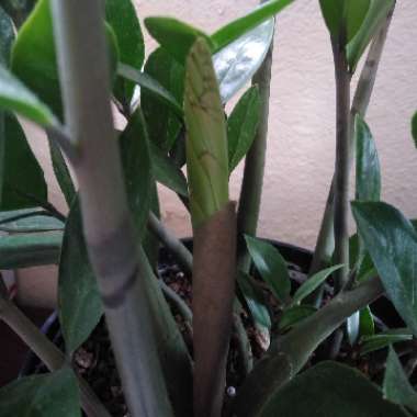 Zamioculcas zamiifolia