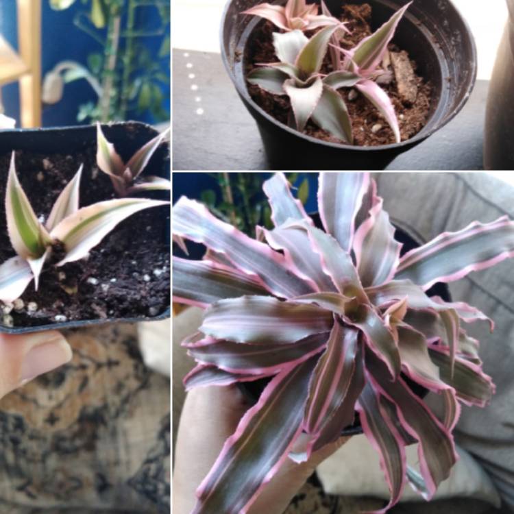 Plant image Cryptanthus Bivittatus