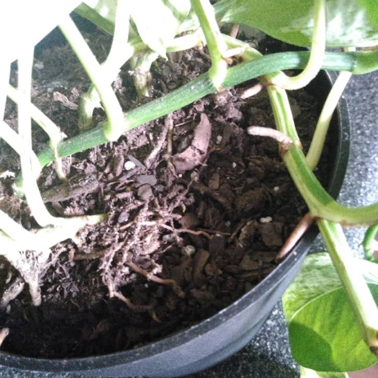 plant image 1115155 plant image 1115155