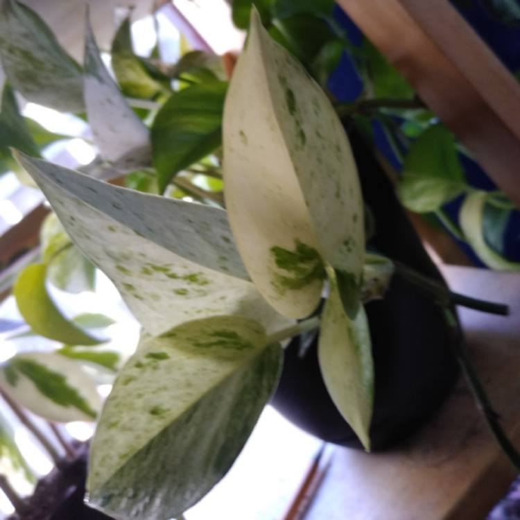 plant image 1125167 plant image 1125167