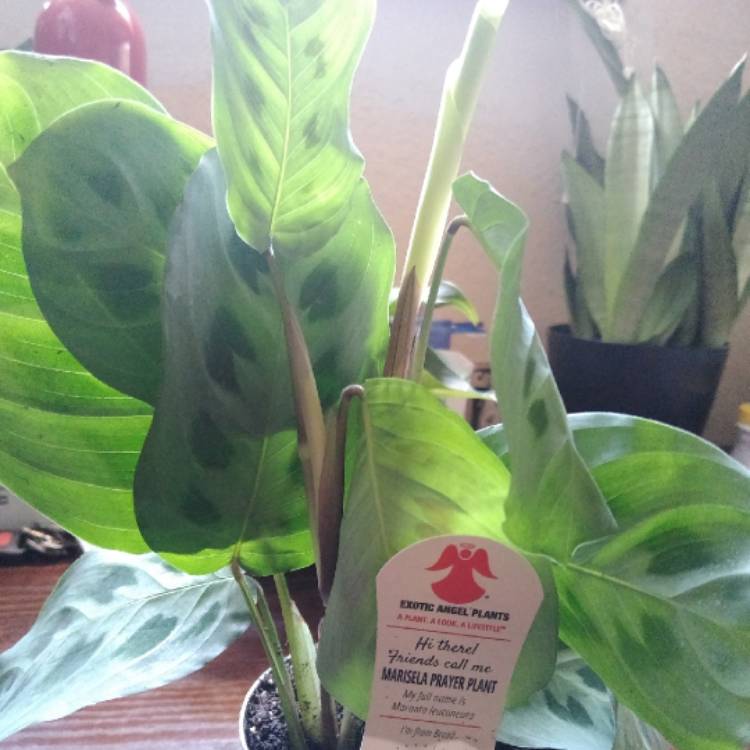 plant image 1134776