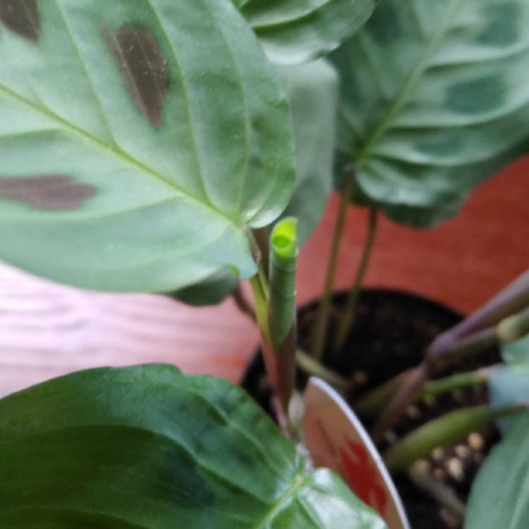 Plant image Maranta Leuconeura 'Kim'