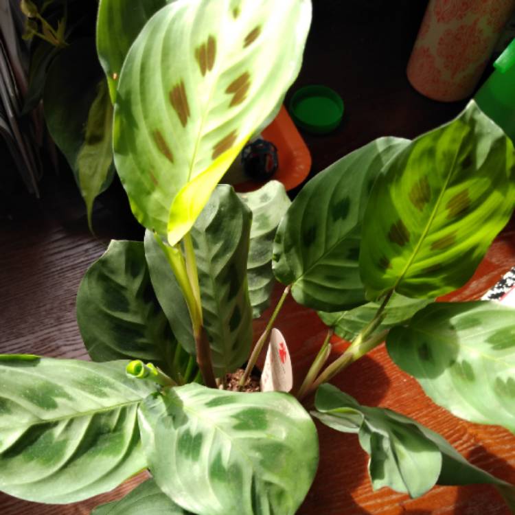 plant image 1158915
