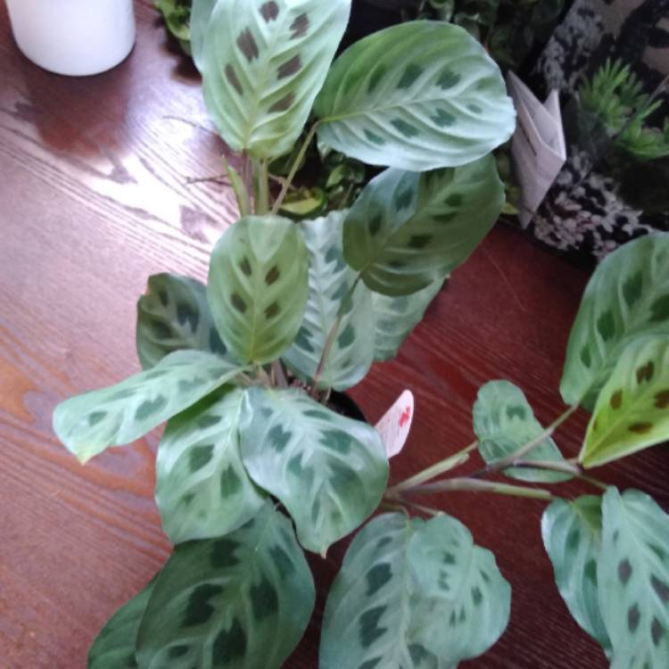 plant image 1176663