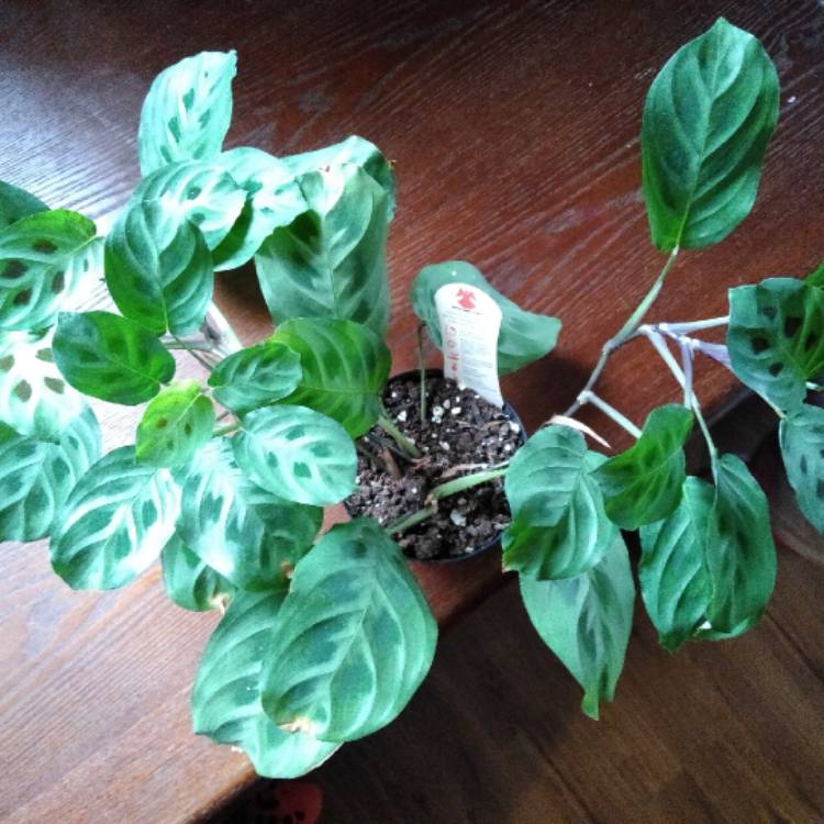 plant image 1208296