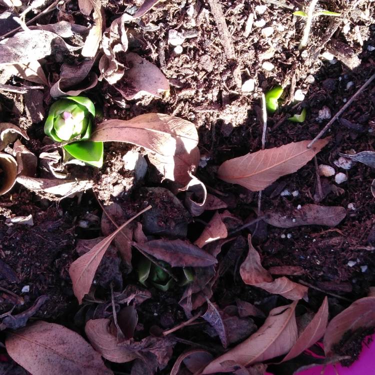 plant image 1216352