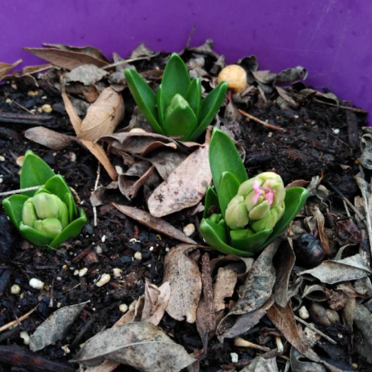 plant image 1219898