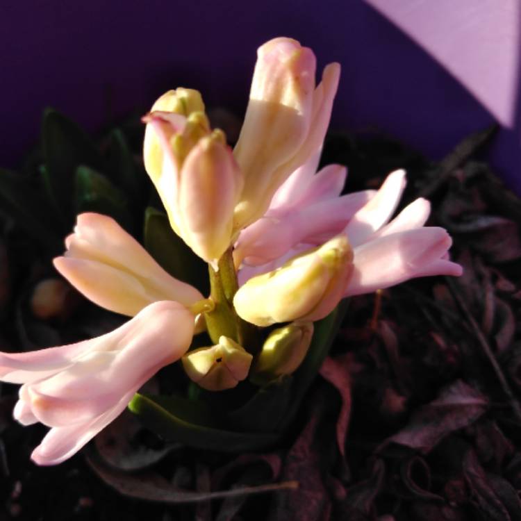 plant image 1221838