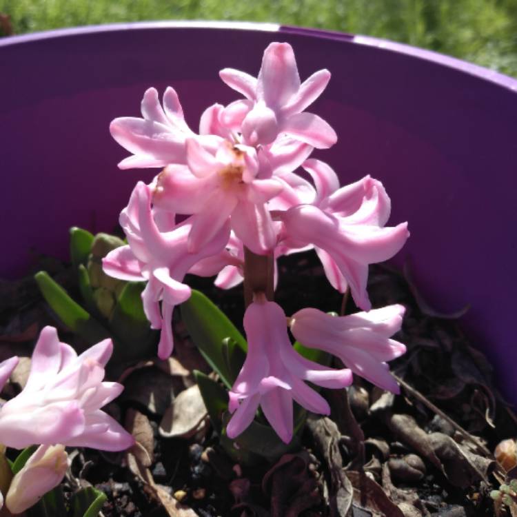 plant image 1222757