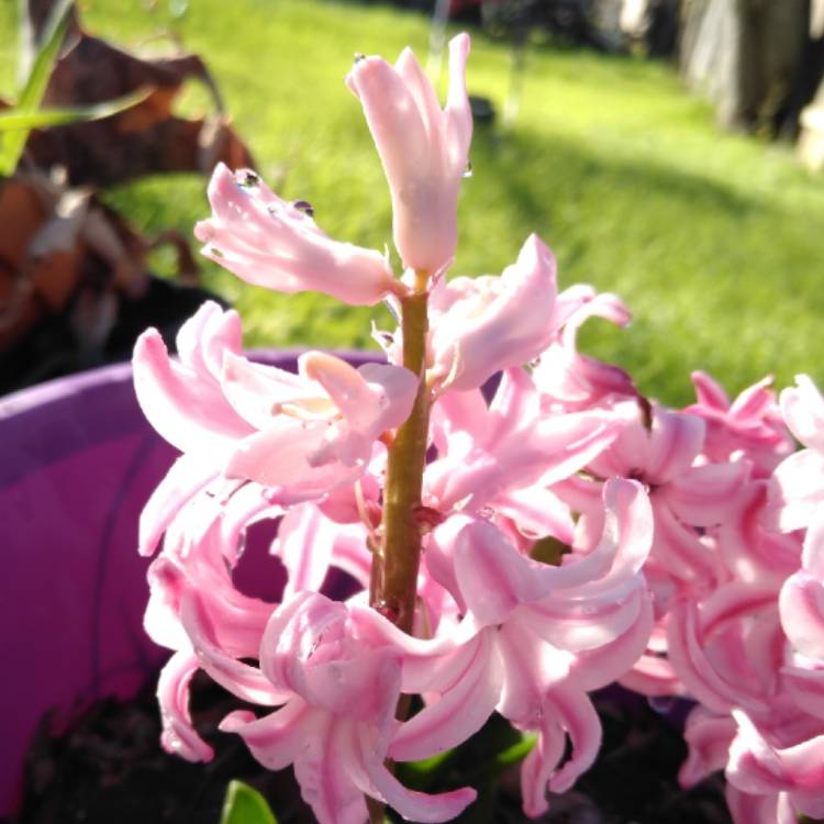 plant image 1225119