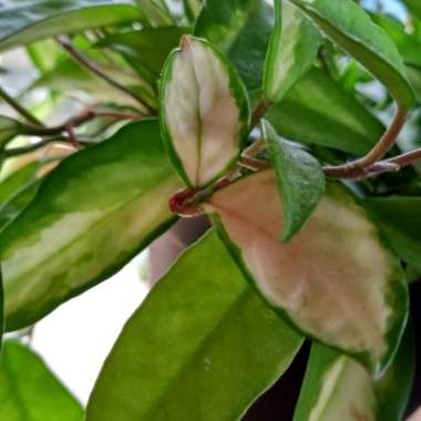 Hoya carnosa 'Krimson Princess' syn. Hoya carnosa 'Rubra'