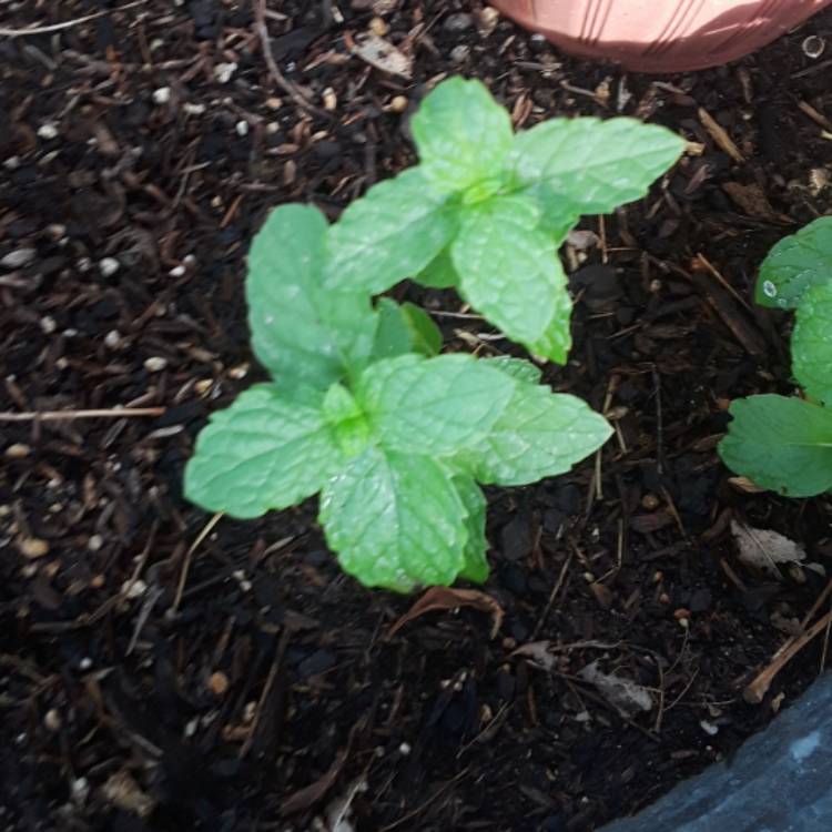 plant image 753915 plant image 753915