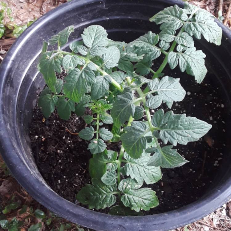 plant image 753926 plant image 753926
