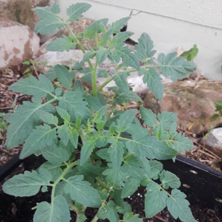 plant image 773315 plant image 773315