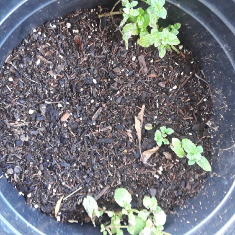 plant image 773318 plant image 773318