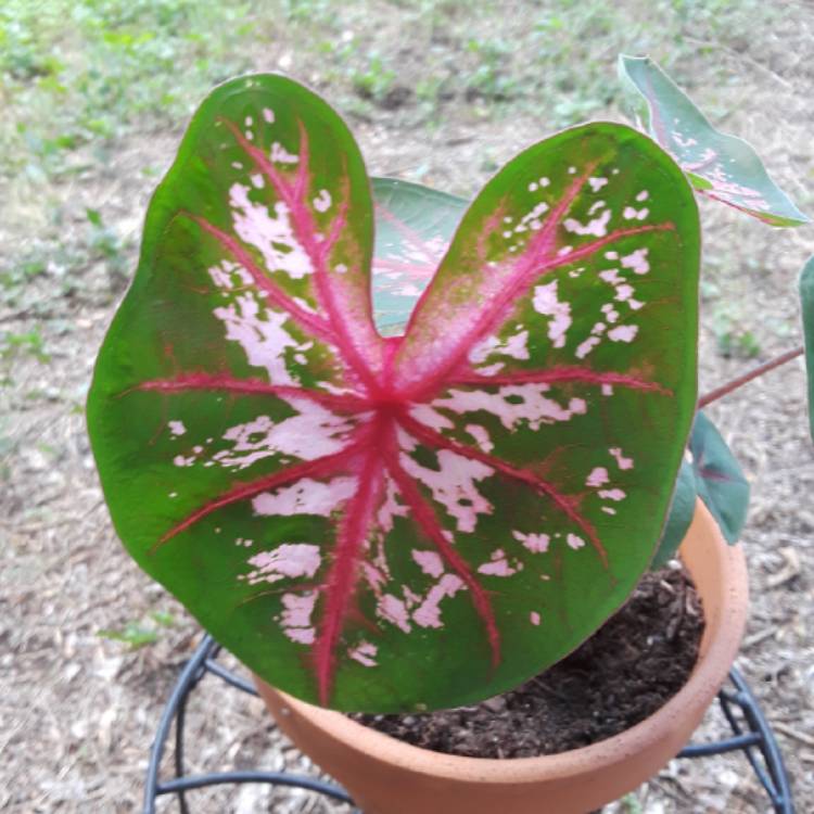 plant image 777748 plant image 777748