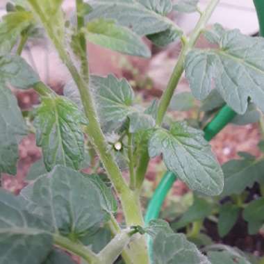 Solanum lycopersicum  syn. Lycopersicon lycopersicum