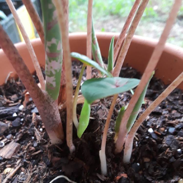 plant image 779328 plant image 779328