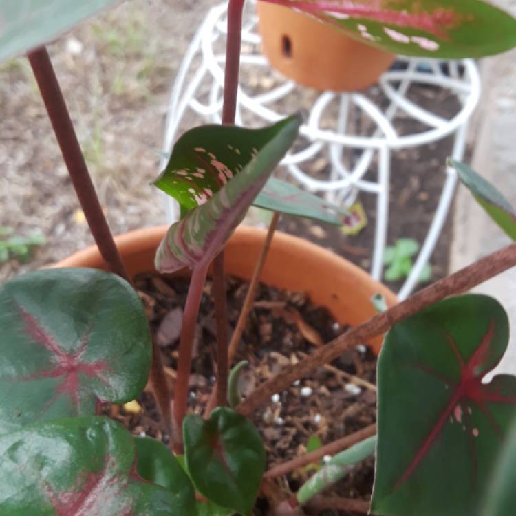 plant image 781136 plant image 781136