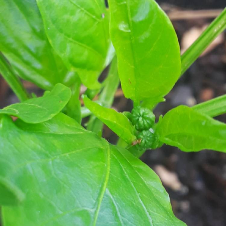 plant image 783589 plant image 783589