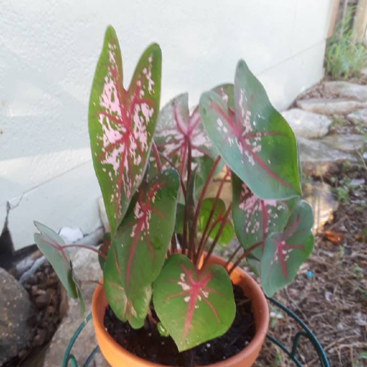 plant image 792677 plant image 792677