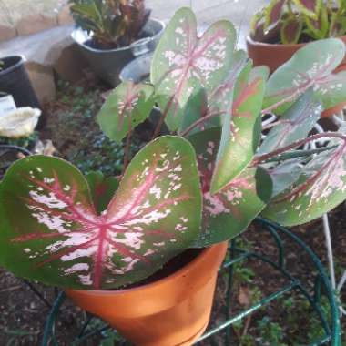 Caladium 'Buck'