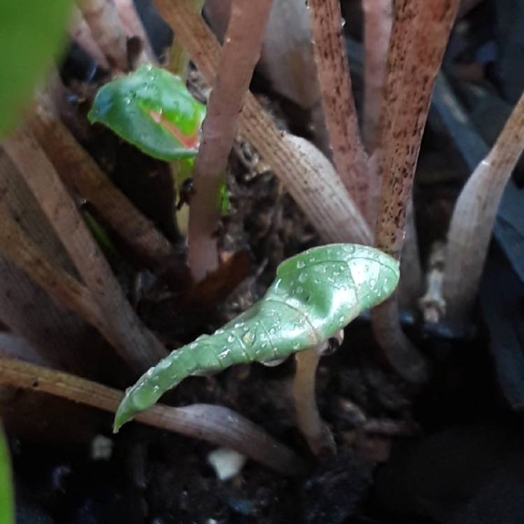plant image 806933 plant image 806933
