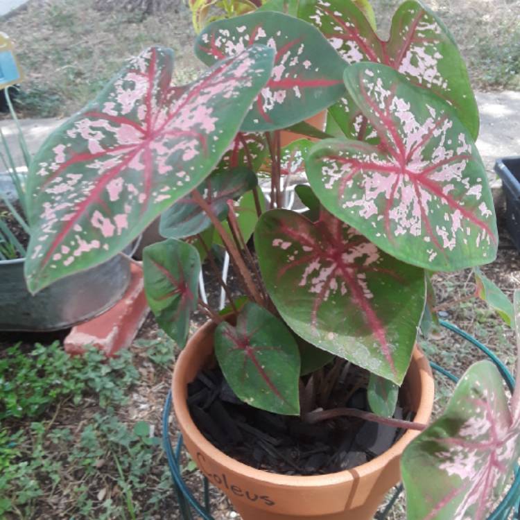 plant image 808311 plant image 808311