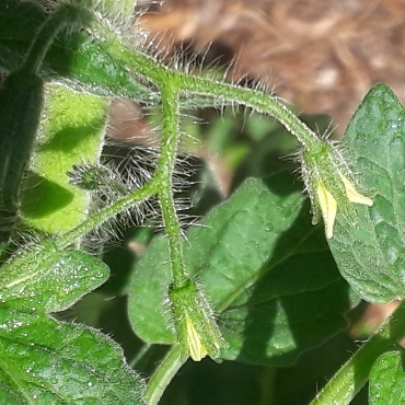 plant image 810726 plant image 810726