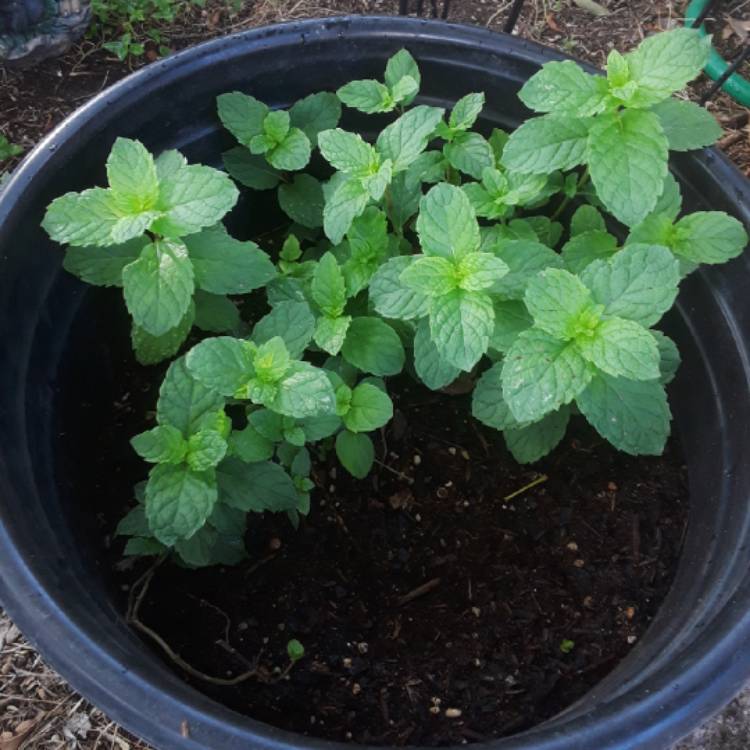 plant image 811232 plant image 811232