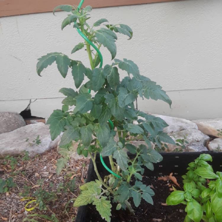 plant image 811243 plant image 811243