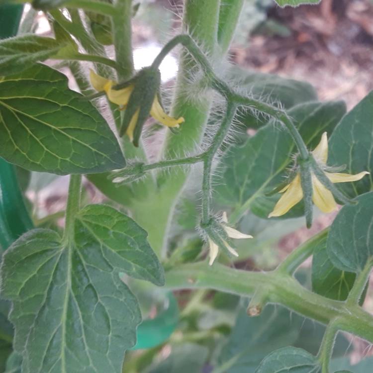 plant image 812386 plant image 812386