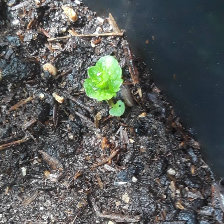 plant image 813438 plant image 813438
