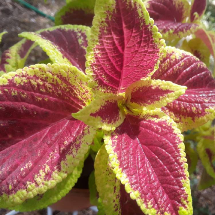 plant image 813439