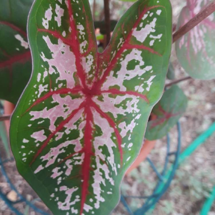 plant image 814242 plant image 814242