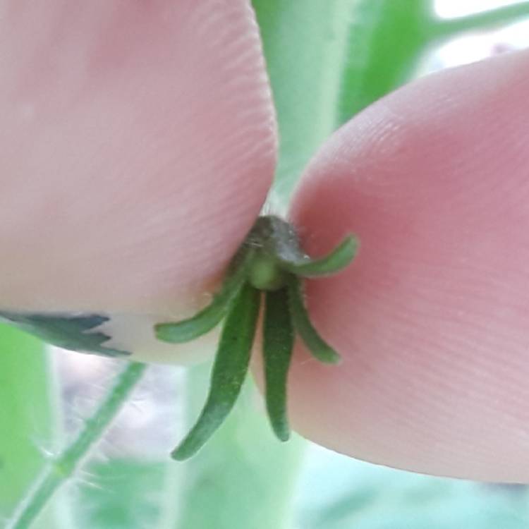 plant image 817804 plant image 817804