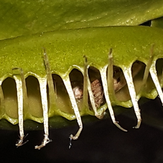 plant image 821843 plant image 821843